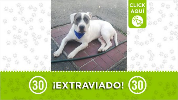 perro codi perdido santa cruz