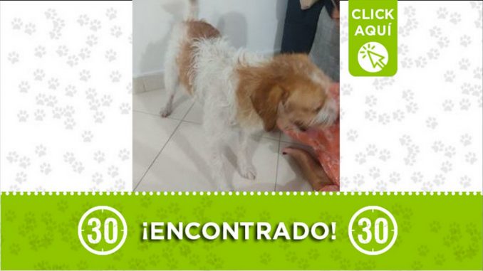 perro encontrado