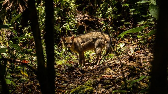perro zorro liberado sabaneta el romeral