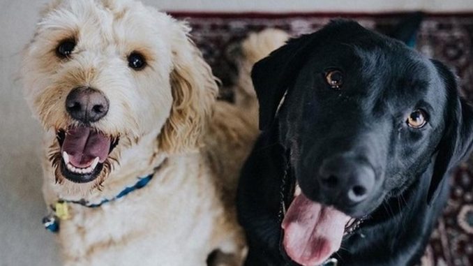 perros mascotas dos