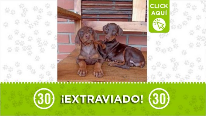 perros perdidos copacabana