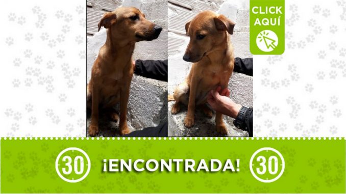 Perrita encontrada Perrita encontrada