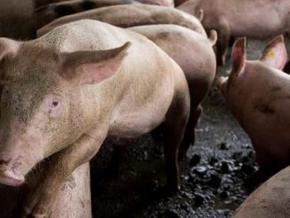 Peste porcina africana podría convertirse en una amenaza para América 1 peste porcina africana efe