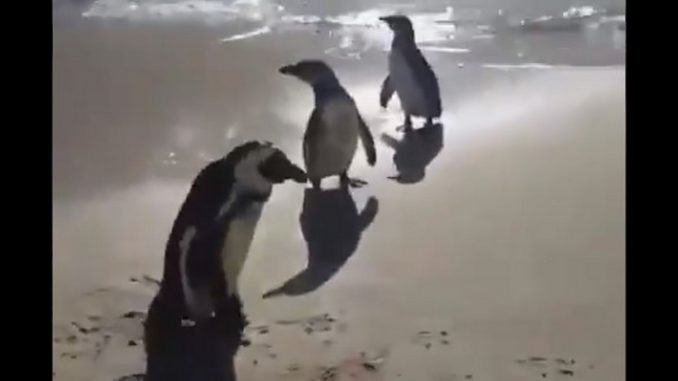 Más de 60 pingüinos murieron luego de ser picados por abejas Más de 60 pingüinos murieron luego de ser picados por abejas