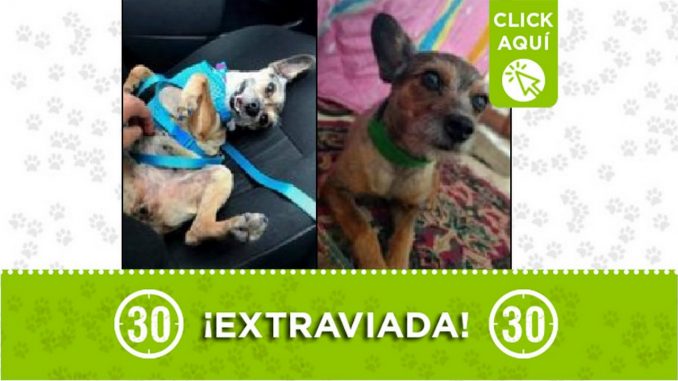 Perrita perdida Perrita perdida