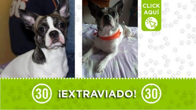 "Polo" se extravió en Manrique "Polo" se extravió en Manrique