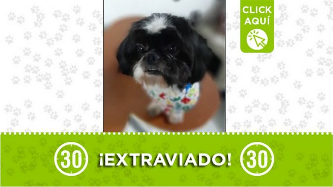 Perrito perdido Perrito perdido