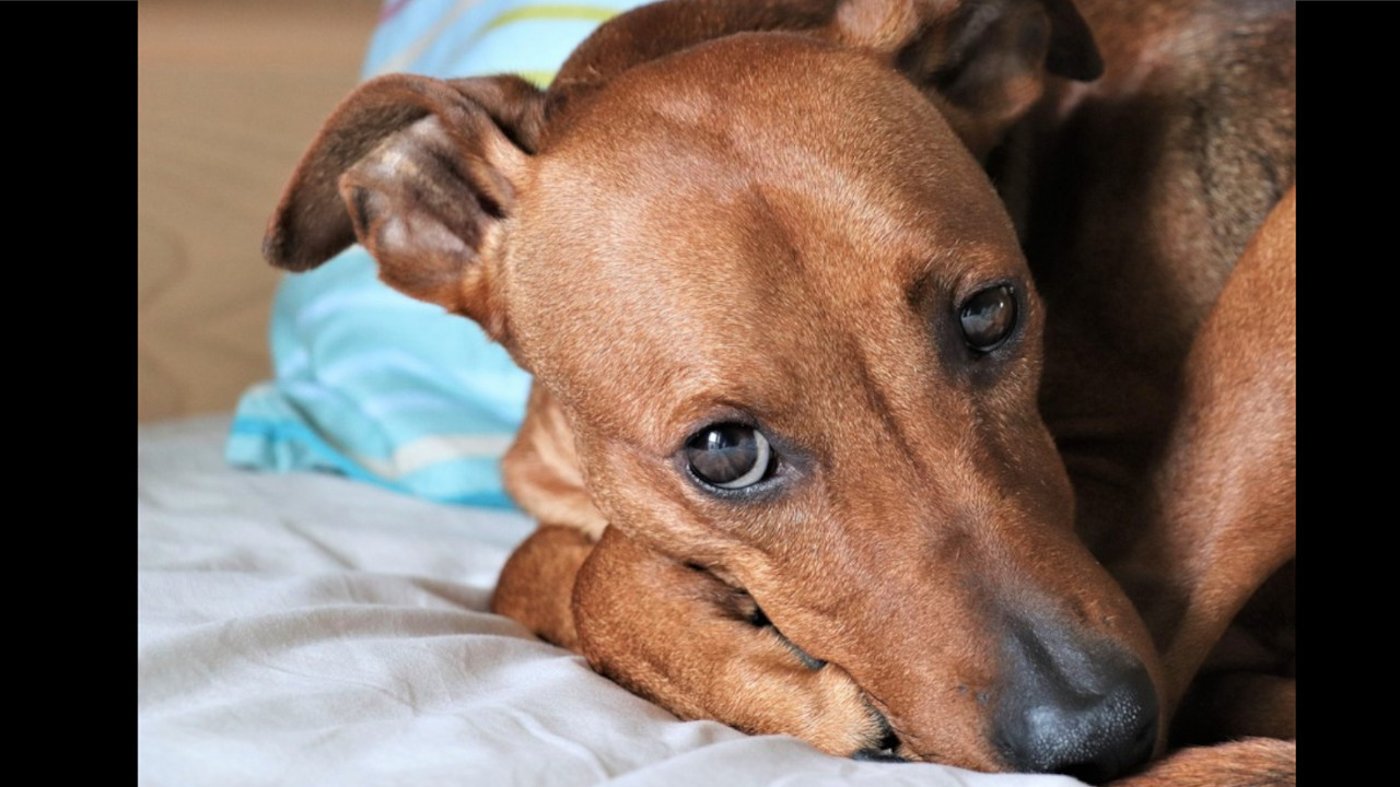 ¡Inaceptable! Una perrita fue atacada a golpes por una infeliz