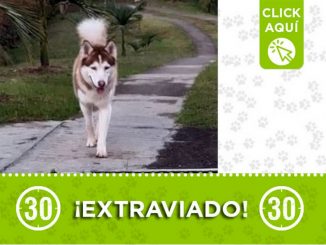 "Roony" se extravió en Guarne ¿Lo ha visto? 1 "Roony" se extravió en Guarne ¿Lo ha visto?