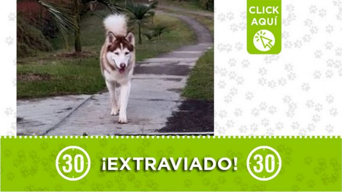 "Roony" se extravió en Guarne ¿Lo ha visto? "Roony" se extravió en Guarne ¿Lo ha visto?