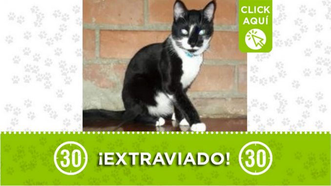 Gatico perdido Gatico perdido
