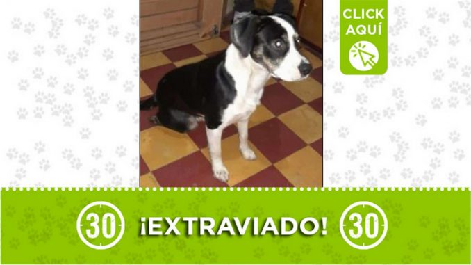 Perrito perdido Perrito perdido