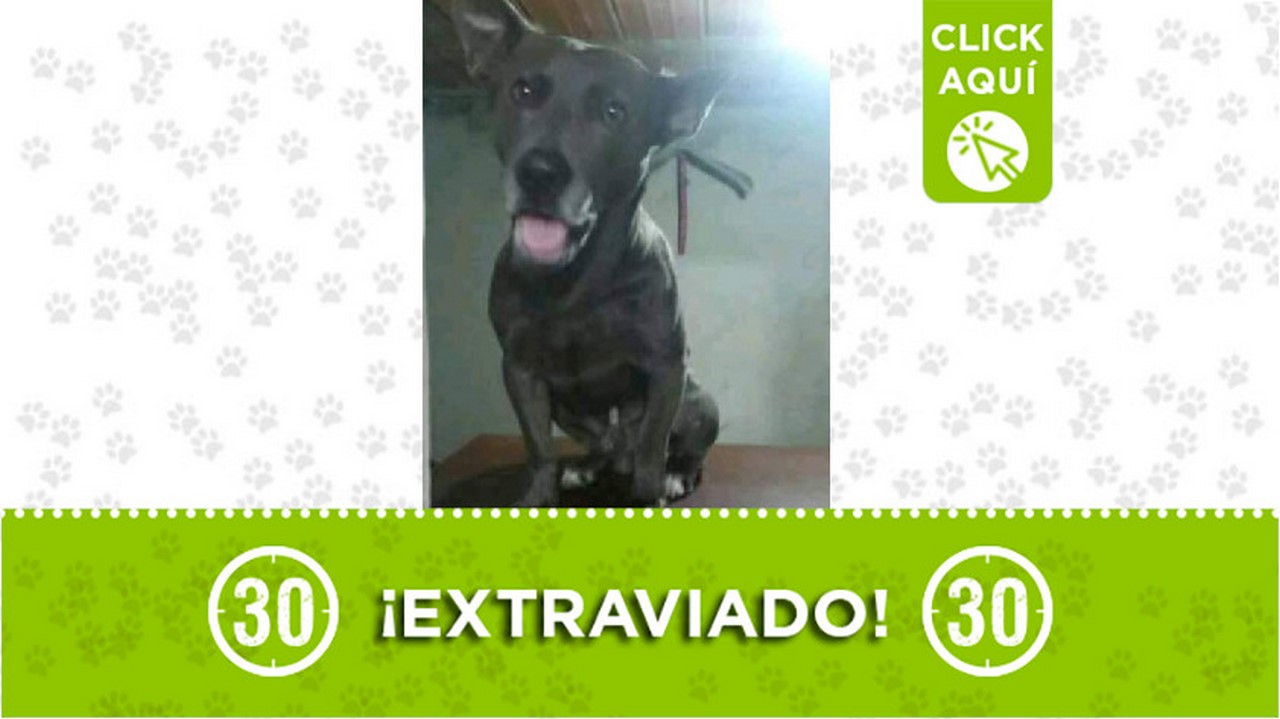 Perrito perdido