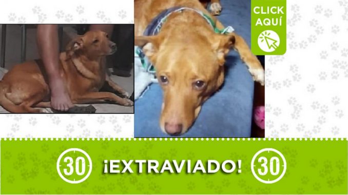 Perrito perdido Perrito perdido