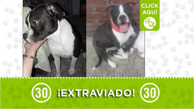 Perrito perdido Perrito perdido