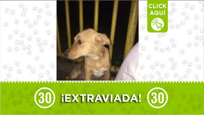 sacha perra perdida robledo