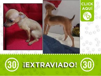 Buscan a 'Samuel', el perrito se perdió en El Picacho 1 Perrito perdido