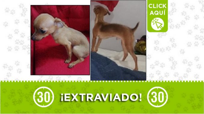 Perrito perdido Perrito perdido