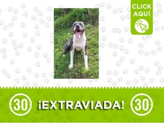 ¿La ha visto? 'Selva' se perdió en Itagüí 1 selva