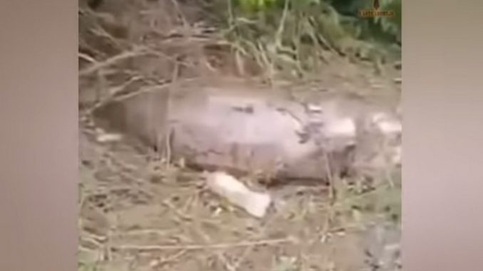serpiente-vaca-entera-estomago-estallo-