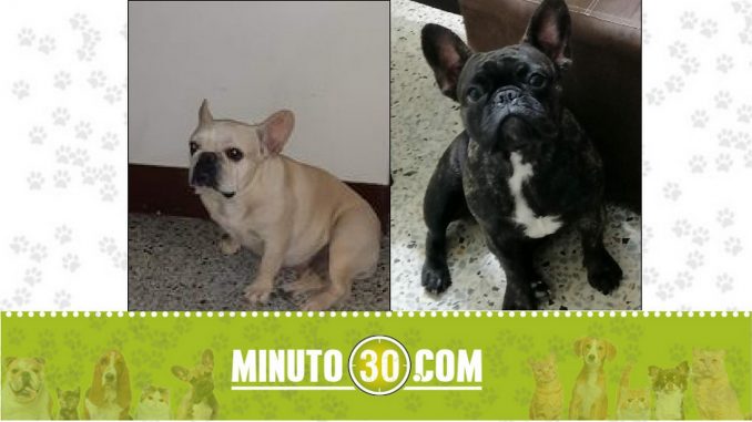 Perritas perdidas Perritas perdidas