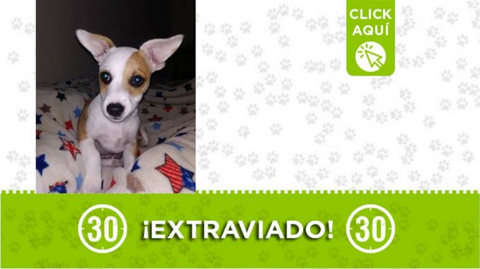 ¿Lo ha visto? "Jack" se perdió en Bello ¿Lo ha visto? "Jack" se perdió en Bello