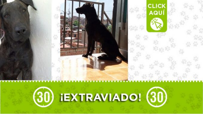 "Thanos" se extravió en Itagüí "Thanos" se extravió en Itagüí