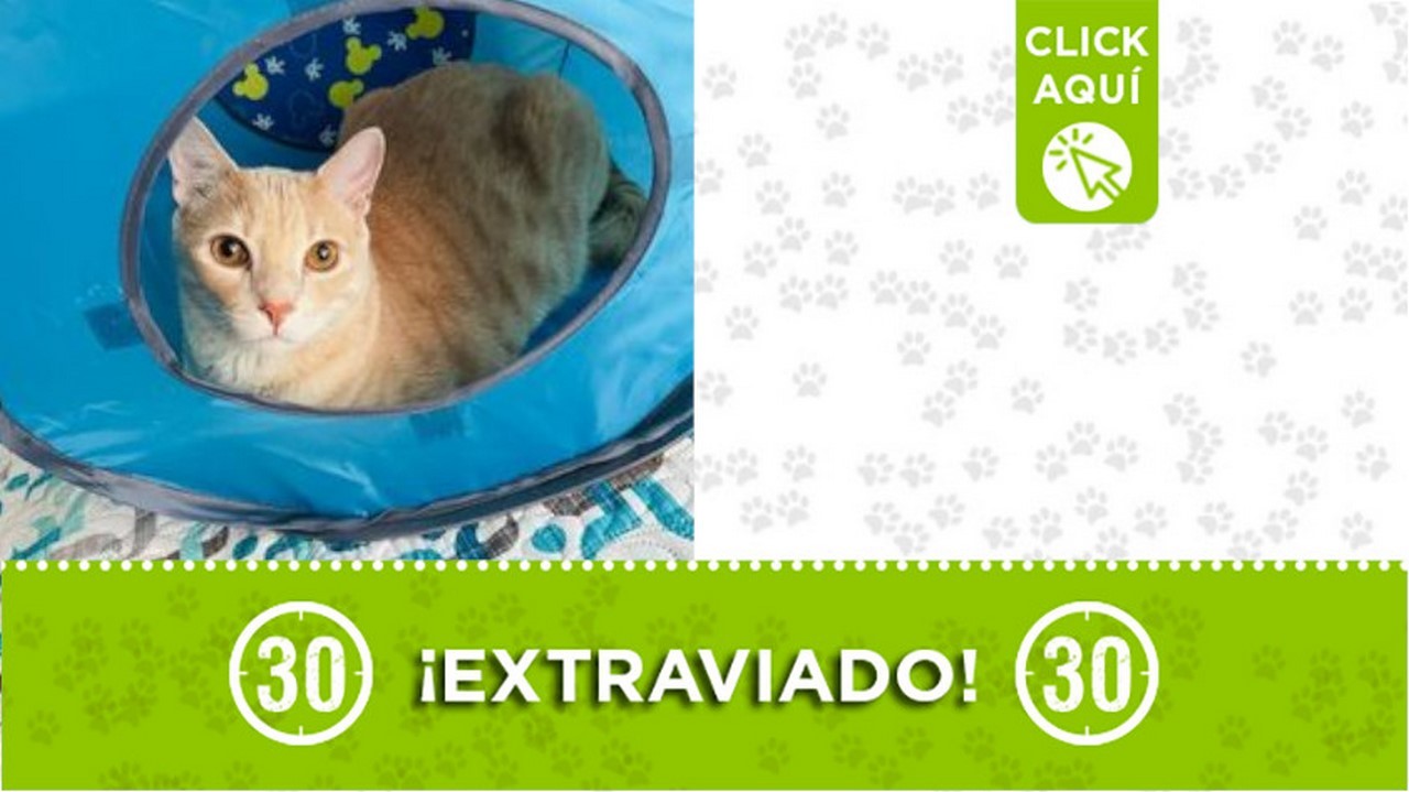 "Tito" se extravió en Guayabal