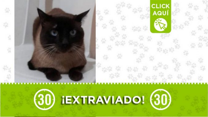“Tinto” se extravió en Robledo Bello Horizonte “Tinto” se extravió en Robledo Bello Horizonte