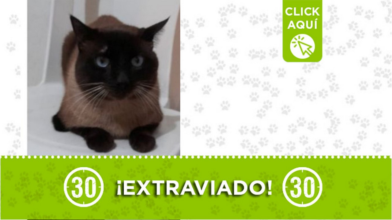 “Tinto” se extravió en Robledo Bello Horizonte