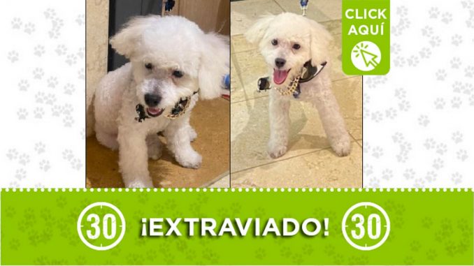 Perrito perdido Perrito perdido