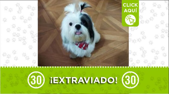 teddy obrero bello perro