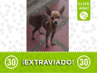 Este perrito llamado 'Teo' se perdió en un corregimiento de San Pedro de los Milagros 1 Perrito perdido