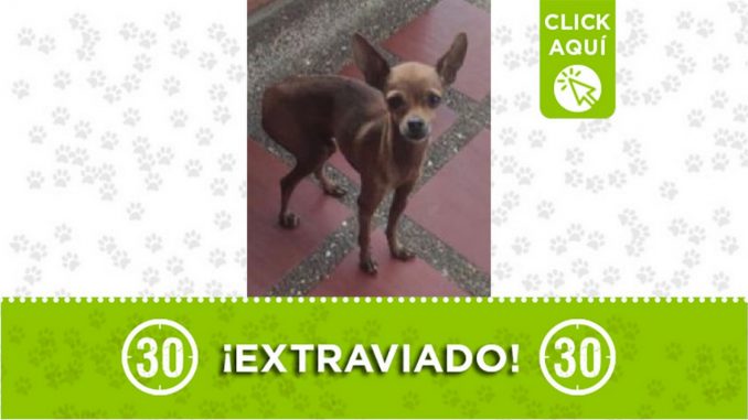 Perrito perdido Perrito perdido