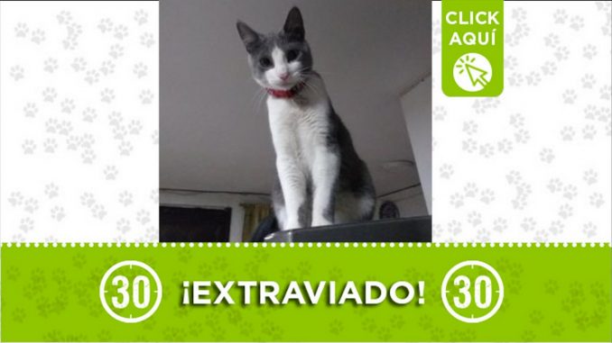 timon gato perdido medellin caicedo
