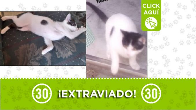 Gatico perdido Gatico perdido