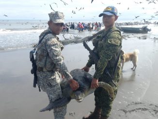 FOTOS: ¡Qué belleza! Liberaron una tortuga marina que había sido capturada por pescadores 1 Liberaron una tortuga marina que había sido capturada por pescadores
