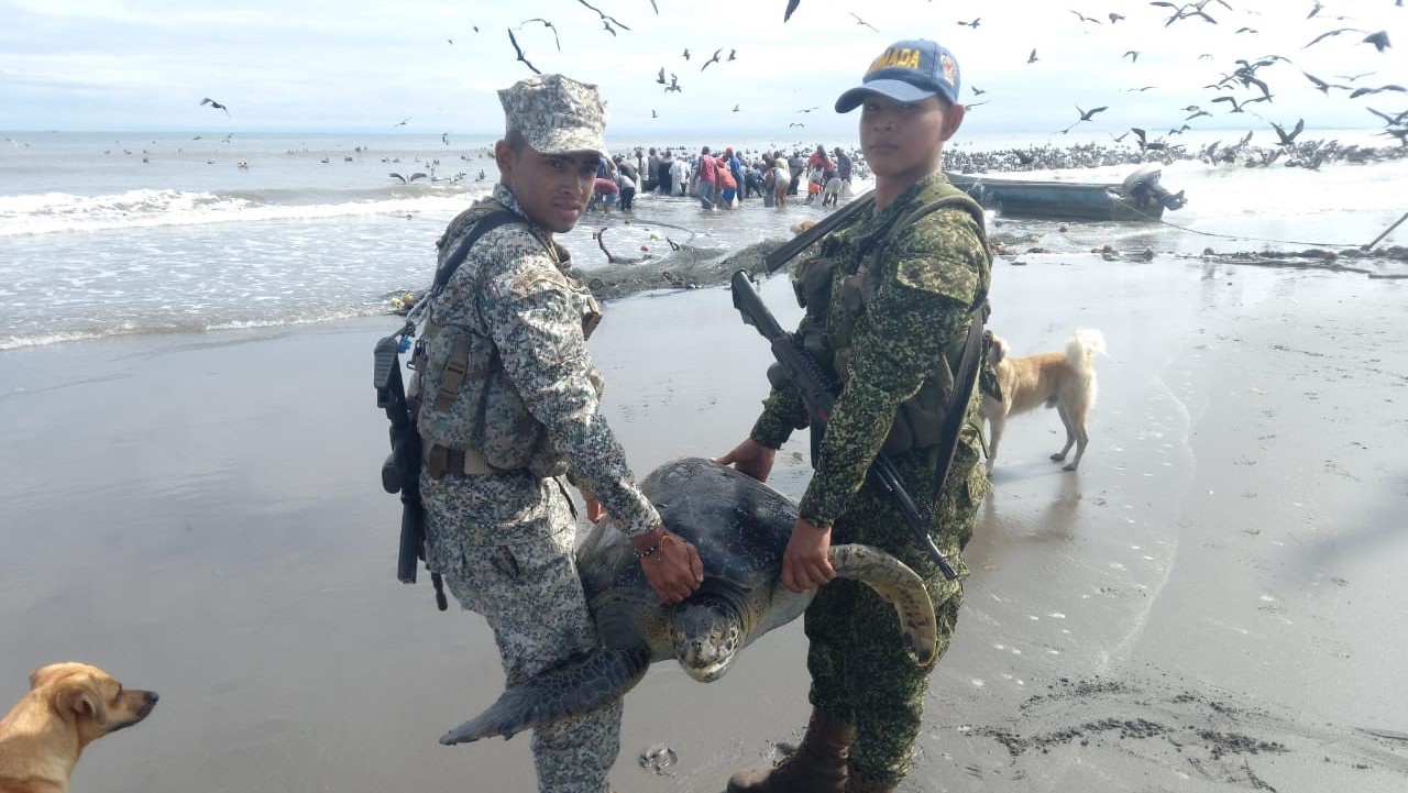 Liberaron una tortuga marina que había sido capturada por pescadores