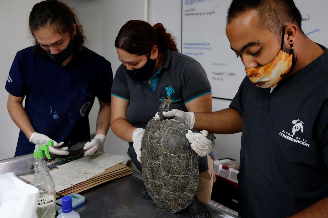 FOTOS: Más de 100 tortugas son examinadas en Medellín antes de recuperar su libertad 3 tortugas medellin2