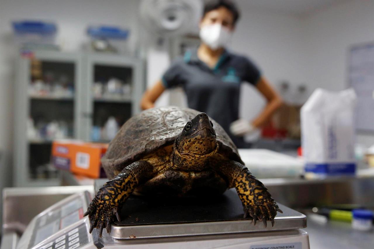 FOTOS: Más de 100 tortugas son examinadas en Medellín antes de recuperar su libertad 2 tortugas medellin3