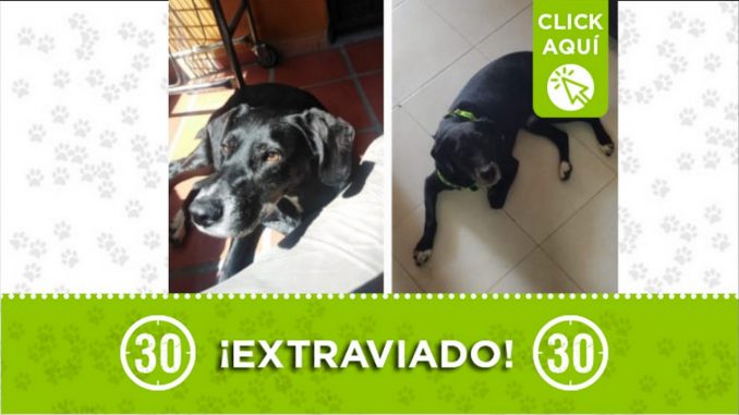 totoy perro perdido bello obrero