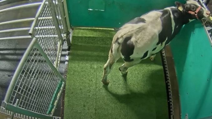 vaca baño especial