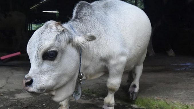 vaca rani