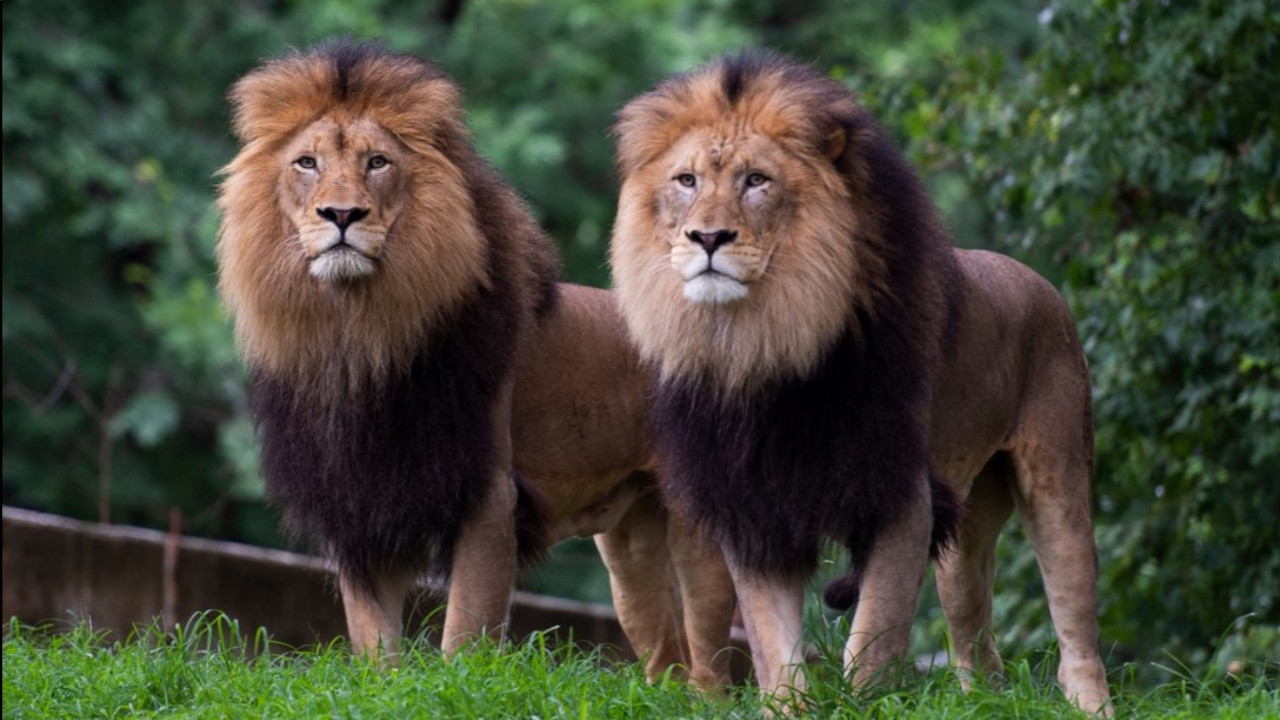 Zoológicos de Estados Unidos comenzaron a vacunar contra el Covid a los animales