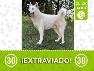 Este perrito de nombre 'Zeus' se perdió en la vereda El Llano de Santa Elena 1 Perrito perdido