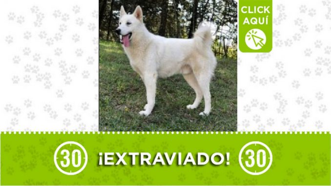 Perrito perdido Perrito perdido