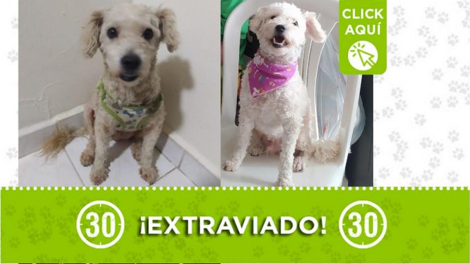 "Chuby" se extravió en Belén ¿Lo ha visto? "Chuby" se extravió en Belén ¿Lo ha visto?
