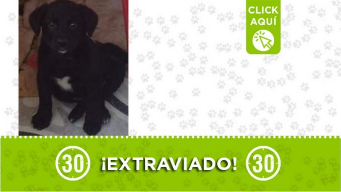 Este cachorrito responde al nombre de "Lucas" y se extravió en San Antonio de Prado Este cachorrito responde al nombre de "Lucas" y se extravió en San Antonio de Prado