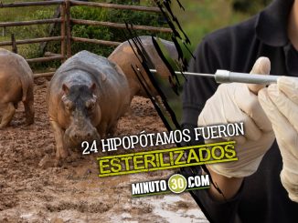 Castraron hipopótamos que eran de Pablo Escobar 1 Castraron hipopótamos que eran de Pablo Escobar