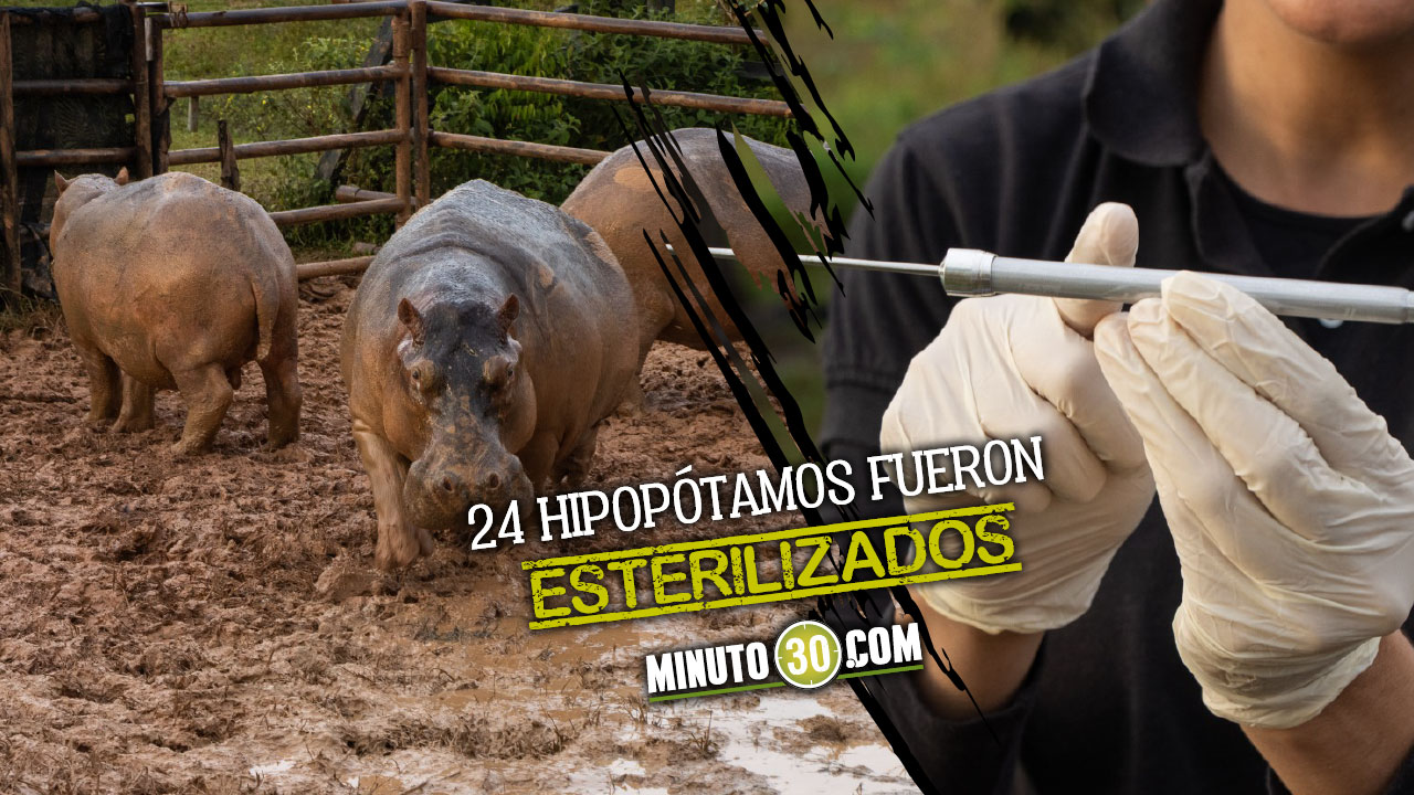 Castraron hipopótamos que eran de Pablo Escobar 1 Castraron hipopótamos que eran de Pablo Escobar